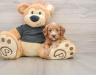 7 week old Cavapoo Puppy For Sale - Florida Fur Babies