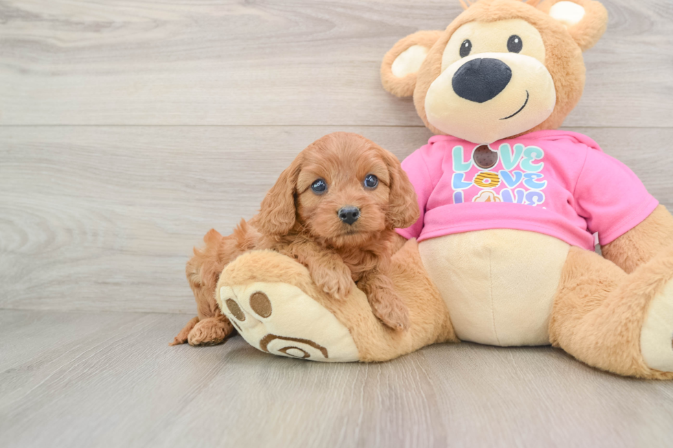 Playful Cavapoodle Poodle Mix Puppy