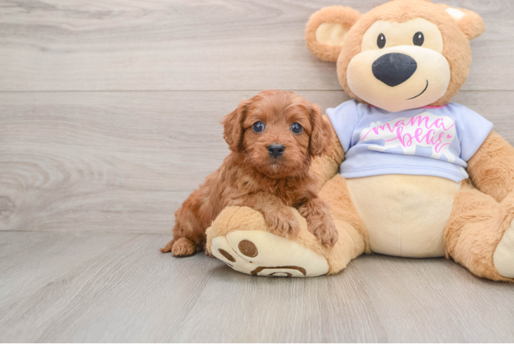 Petite Cavapoo Poodle Mix Pup