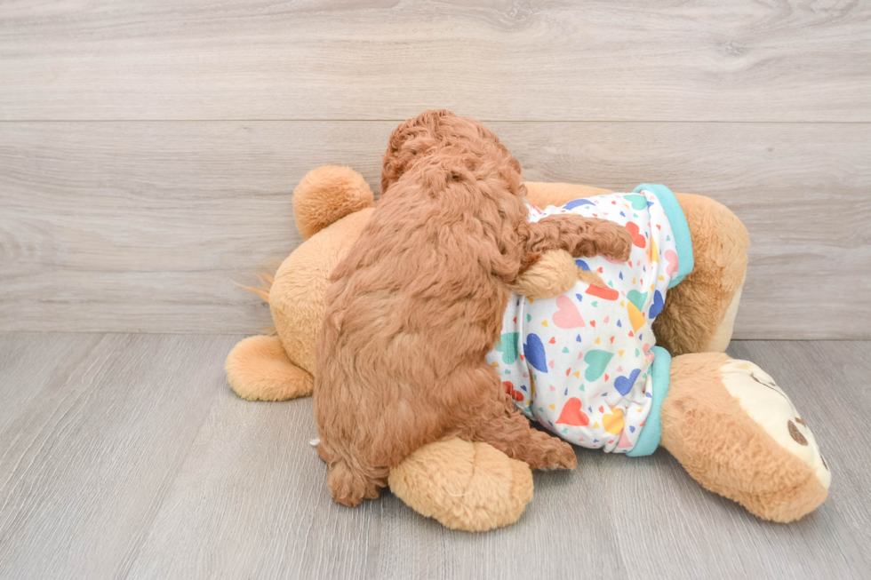 Little Cavipoo Poodle Mix Puppy