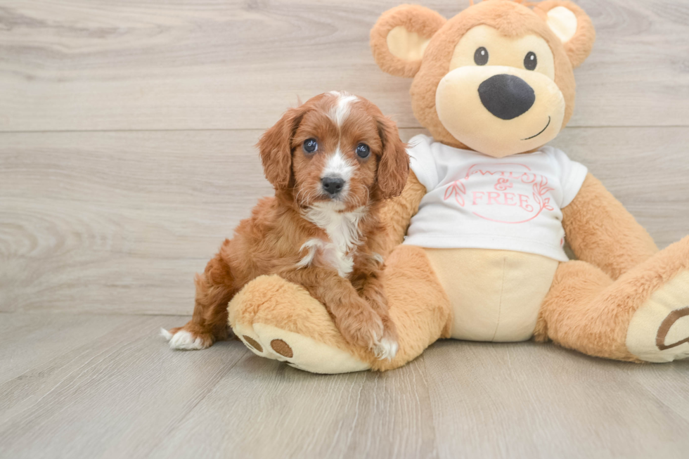 Cavapoo Puppy for Adoption