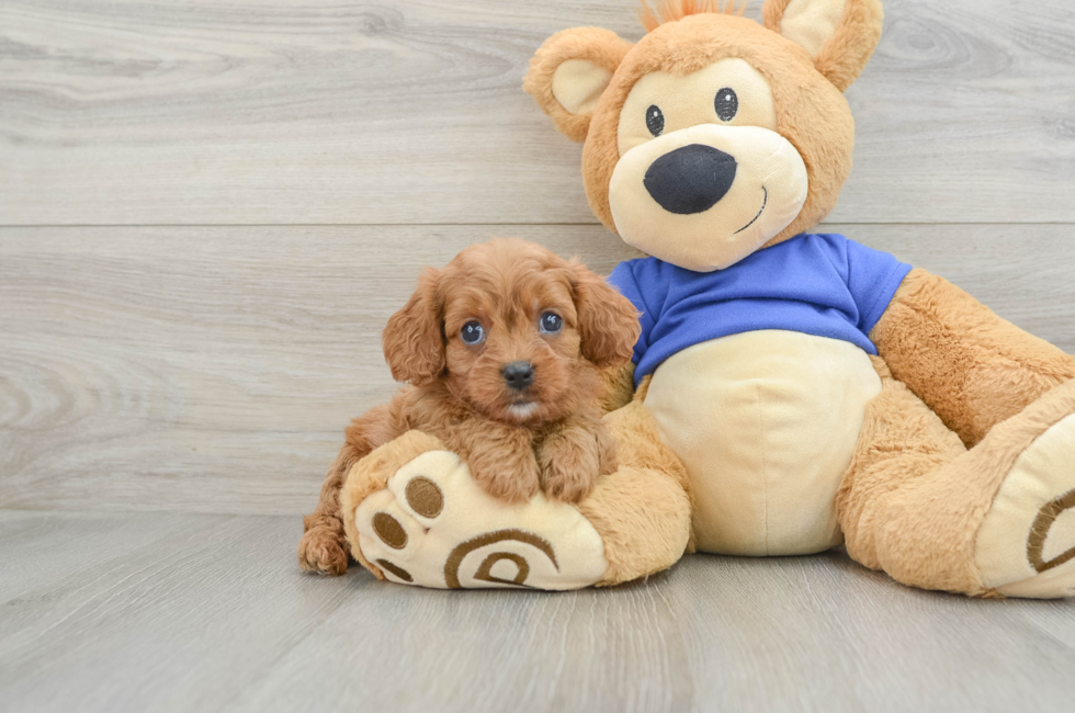 6 week old Cavapoo Puppy For Sale - Florida Fur Babies