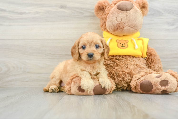 Cavapoo Pup Being Cute