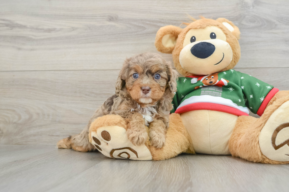 5 week old Cavapoo Puppy For Sale - Florida Fur Babies