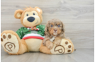 Smart Cavapoo Poodle Mix Pup