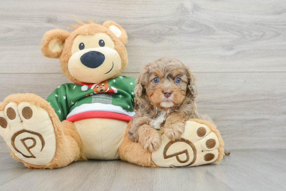 Smart Cavapoo Poodle Mix Pup