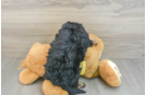 Hypoallergenic Cavadoodle Poodle Mix Puppy