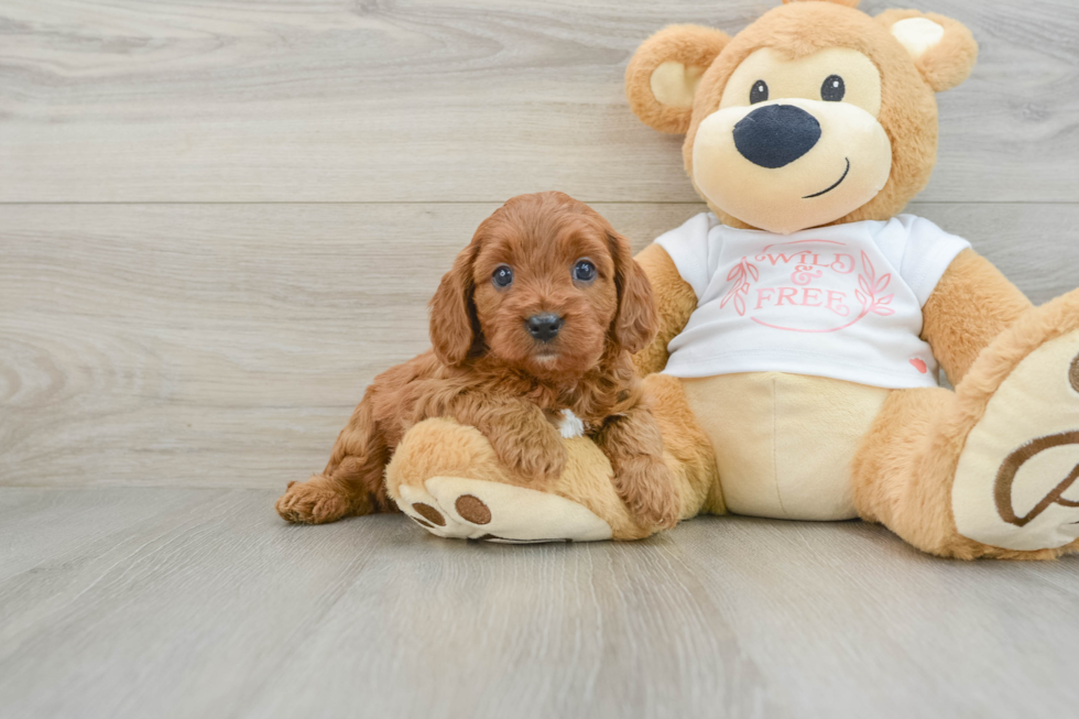 Cavapoo Puppy for Adoption