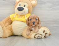 7 week old Cavapoo Puppy For Sale - Florida Fur Babies