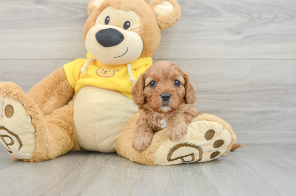 6 week old Cavapoo Puppy For Sale - Florida Fur Babies