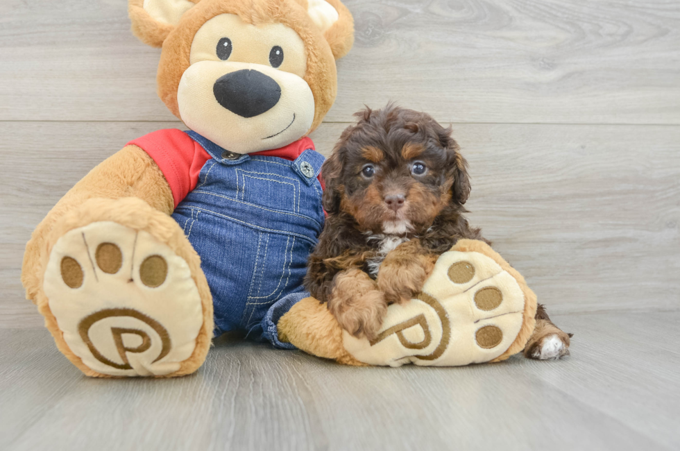 5 week old Cavapoo Puppy For Sale - Florida Fur Babies