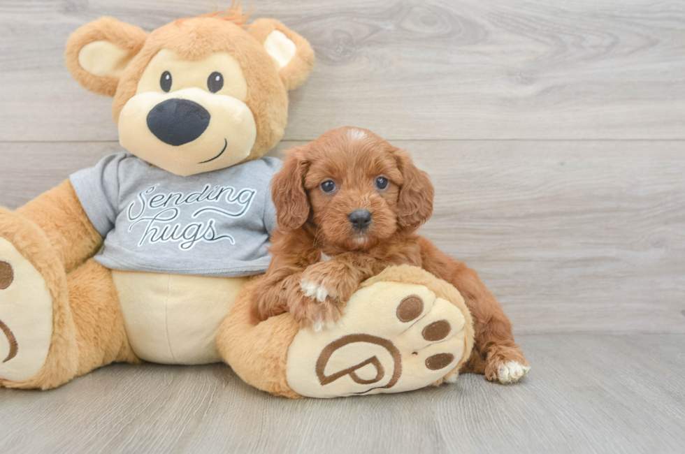5 week old Cavapoo Puppy For Sale - Florida Fur Babies