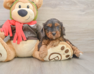 7 week old Cavapoo Puppy For Sale - Florida Fur Babies