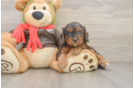 Cavapoo Pup Being Cute