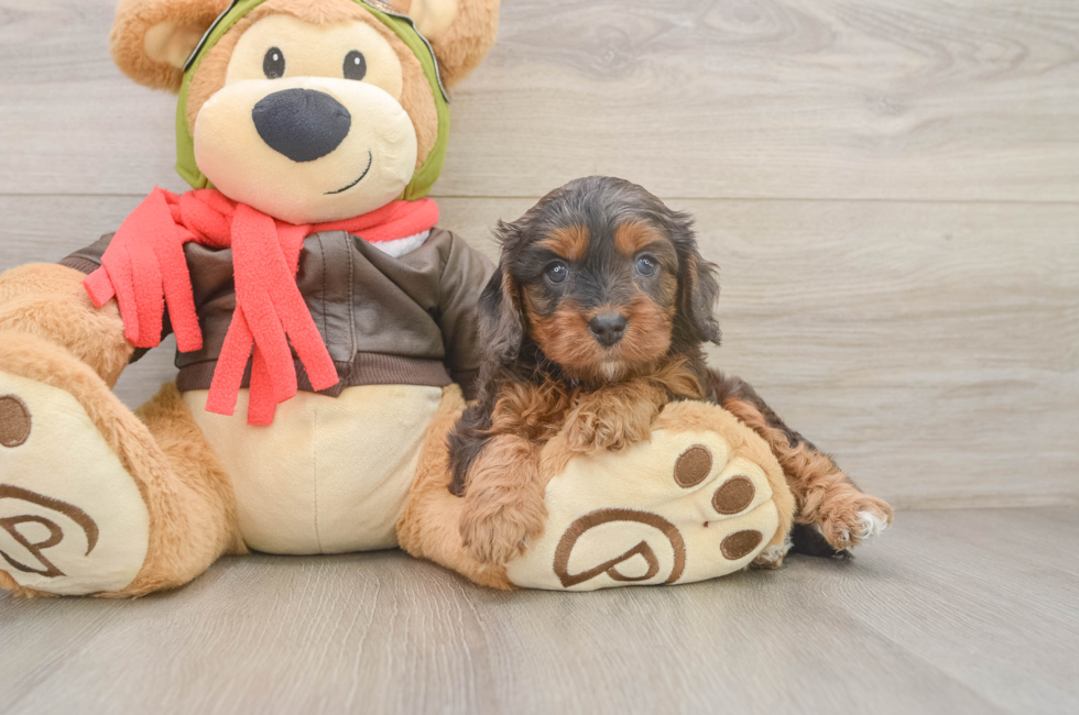 5 week old Cavapoo Puppy For Sale - Florida Fur Babies