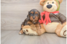 Best Cavapoo Baby