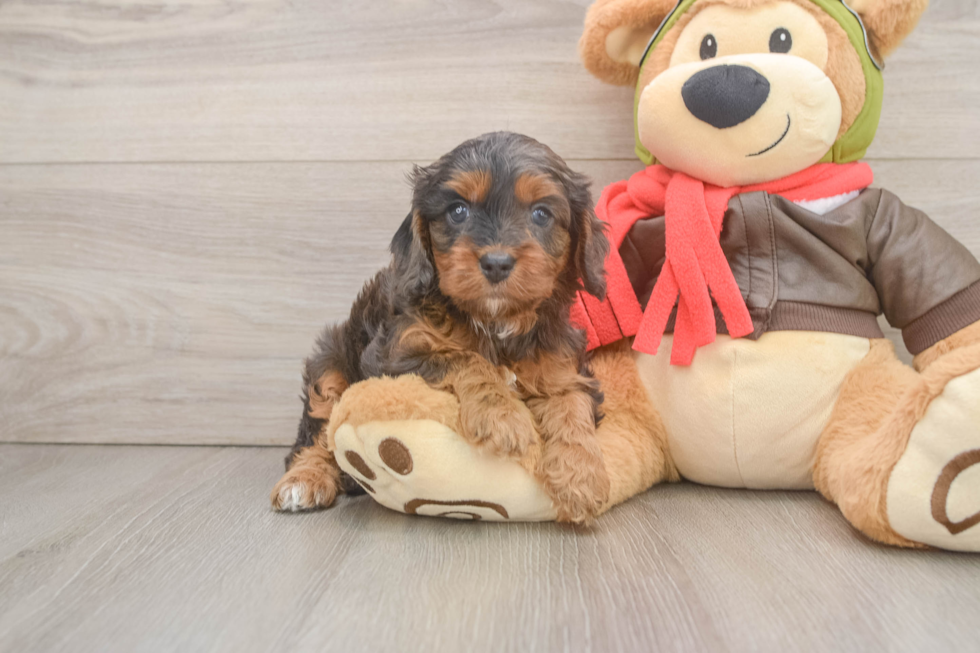 Best Cavapoo Baby