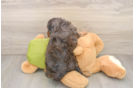 Cavapoo Pup Being Cute