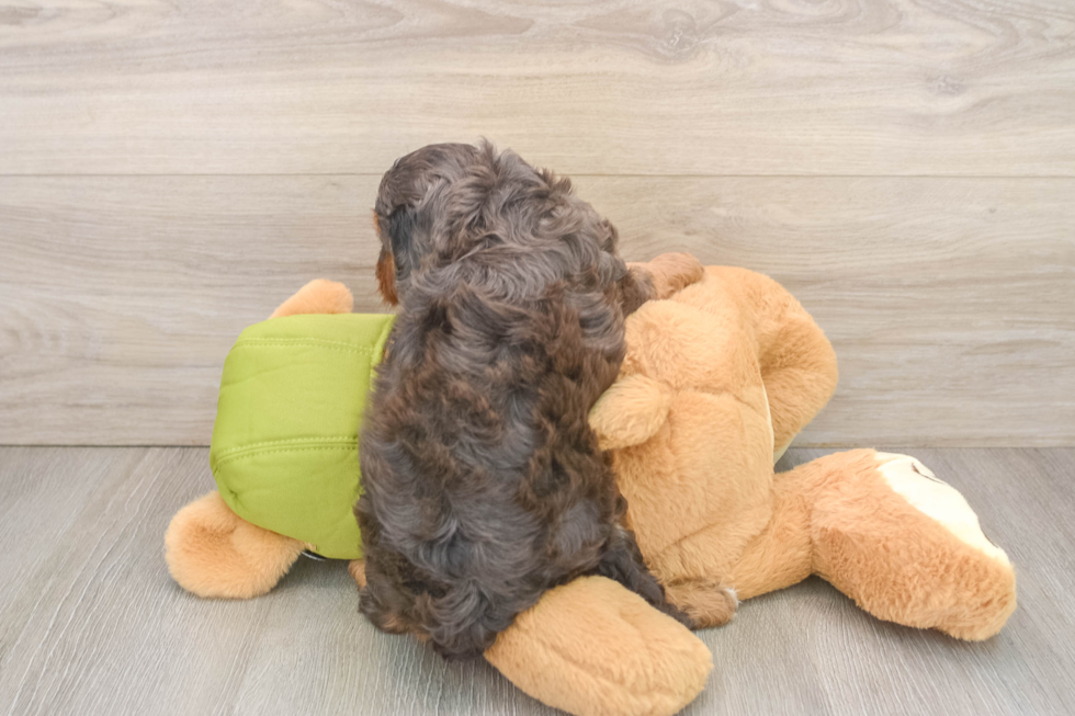Cavapoo Pup Being Cute