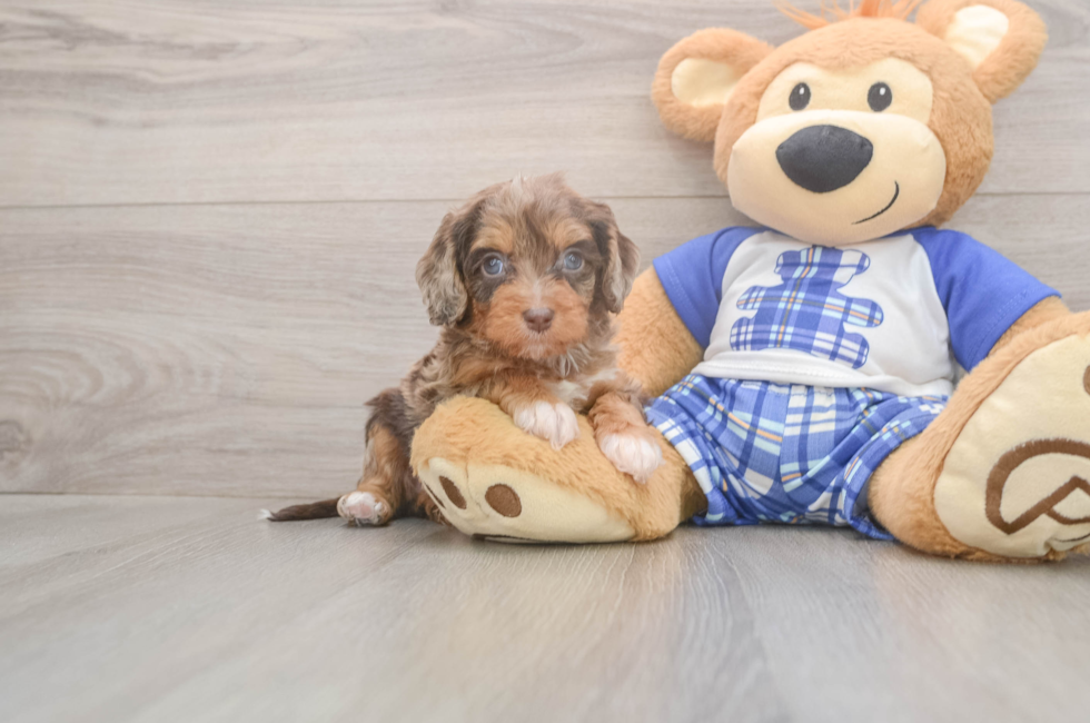 5 week old Cavapoo Puppy For Sale - Florida Fur Babies