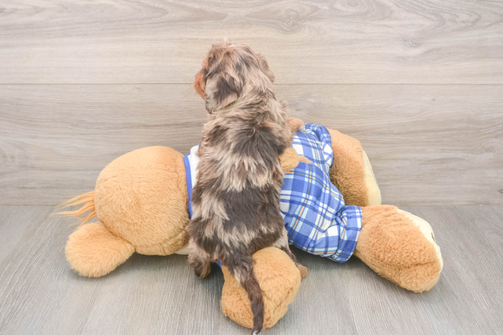 Cavapoo Puppy for Adoption