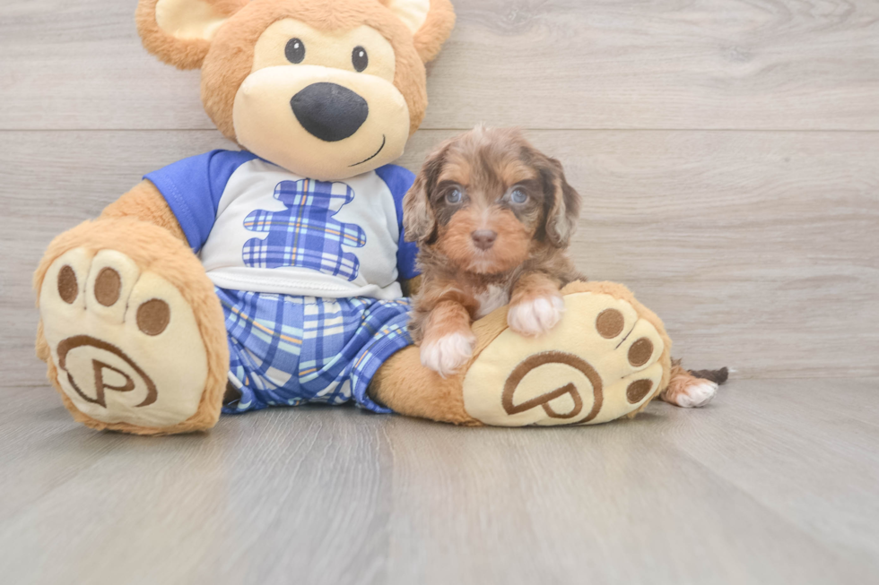 Cavapoo Pup Being Cute