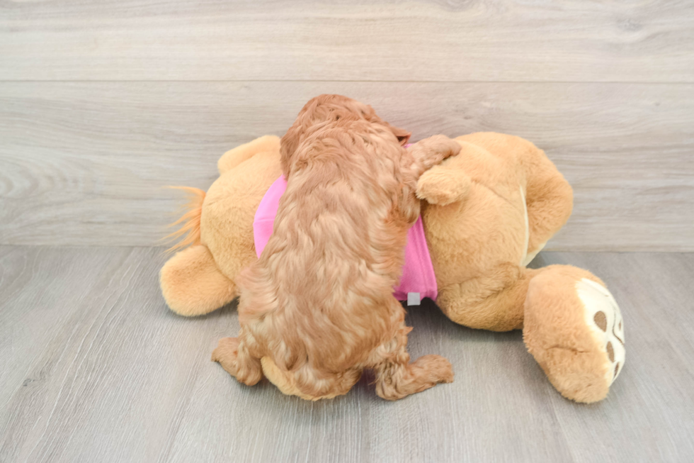 Cavapoo Puppy for Adoption