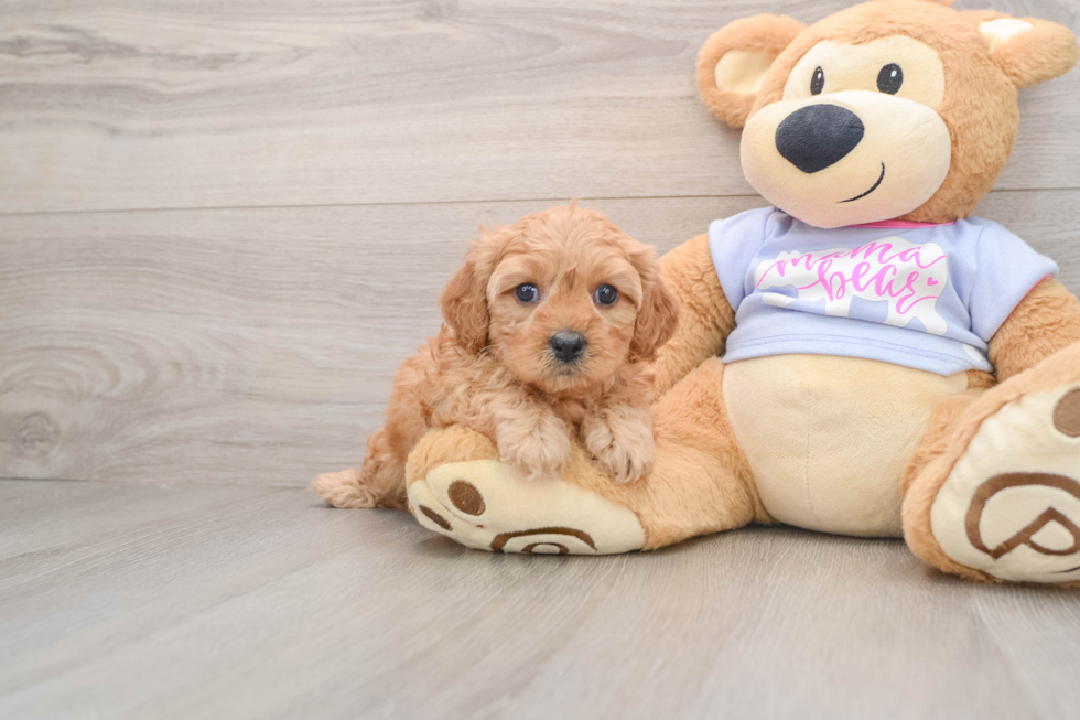 Cavapoo Pup Being Cute