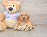 7 week old Cavapoo Puppy For Sale - Florida Fur Babies