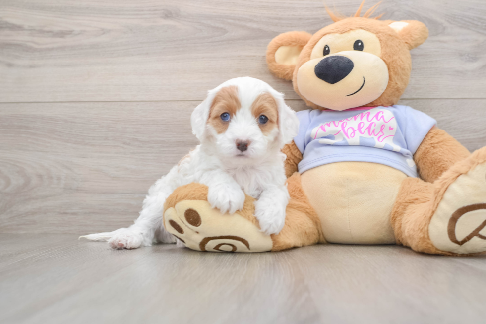 Cavapoo Pup Being Cute