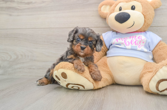 Happy Cavapoo Baby