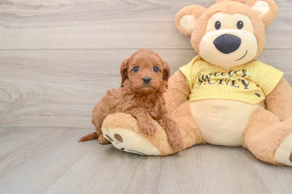 Little Cavipoo Poodle Mix Puppy