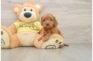 Friendly Cavapoo Baby