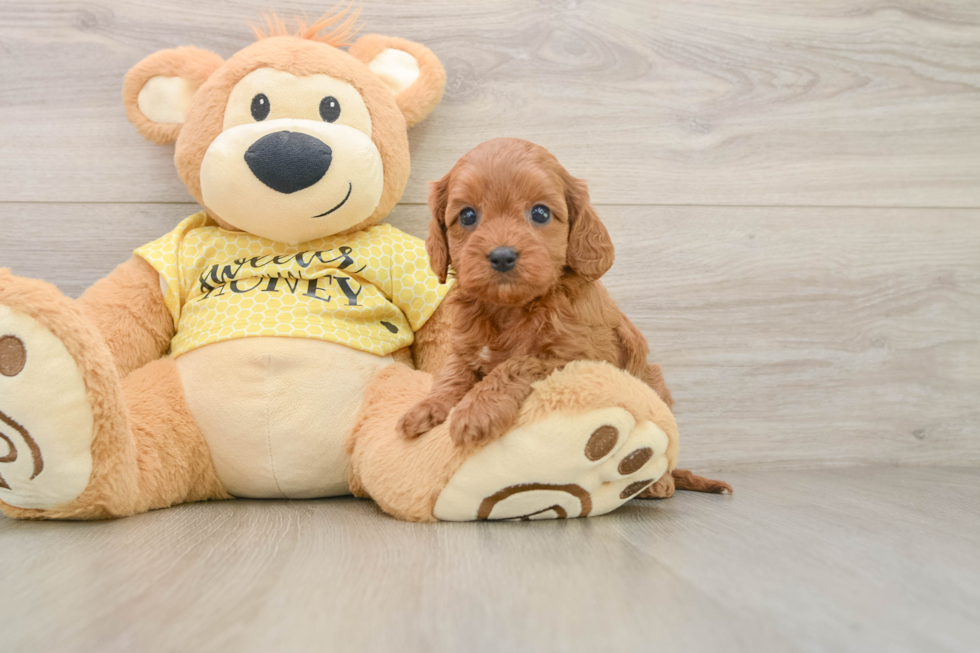 Friendly Cavapoo Baby