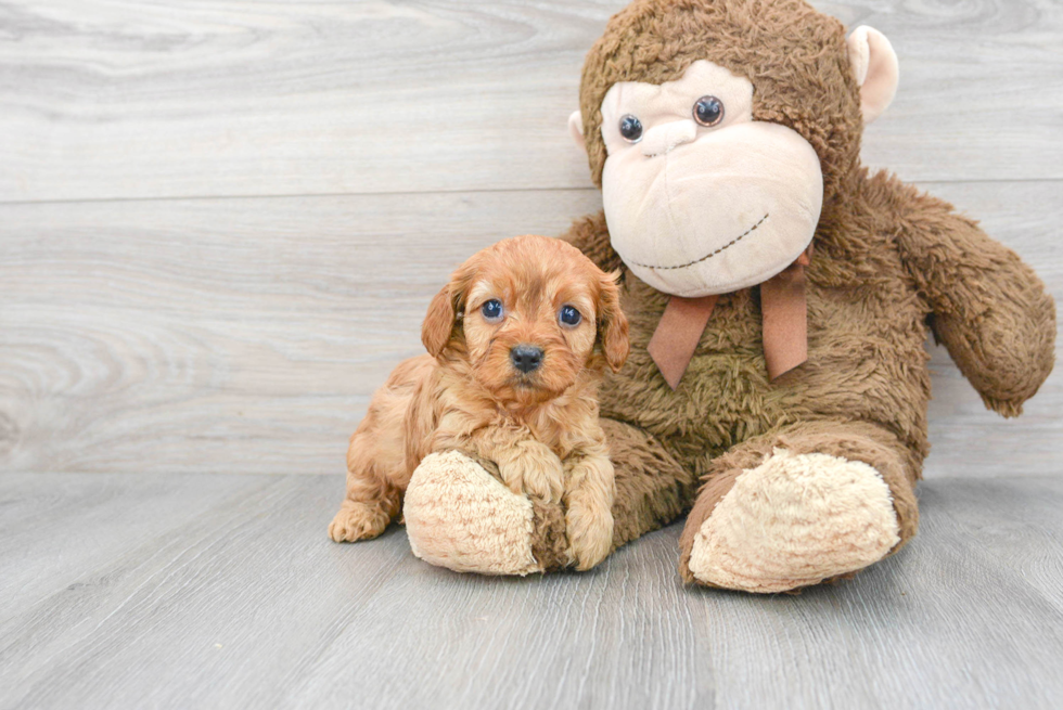 Best Cavapoo Baby