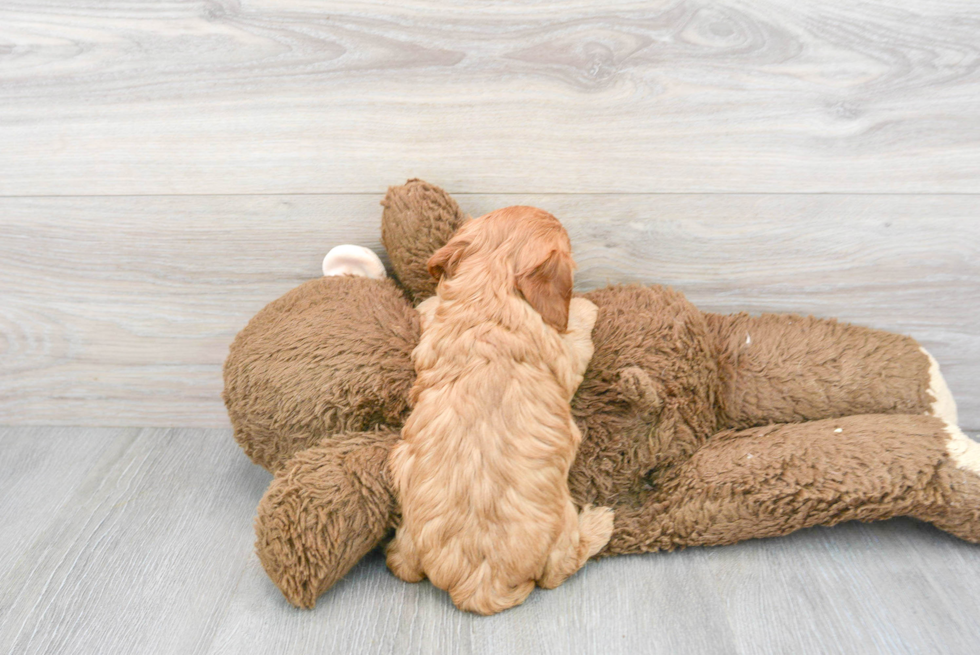 Cavapoo Puppy for Adoption