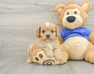 7 week old Cavapoo Puppy For Sale - Florida Fur Babies