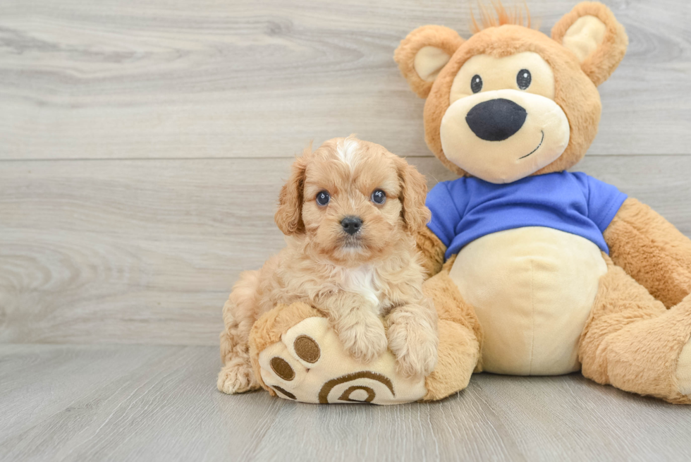 Cavapoo Pup Being Cute