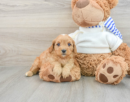 8 week old Cavapoo Puppy For Sale - Florida Fur Babies