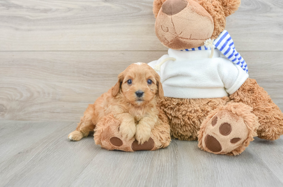 7 week old Cavapoo Puppy For Sale - Florida Fur Babies