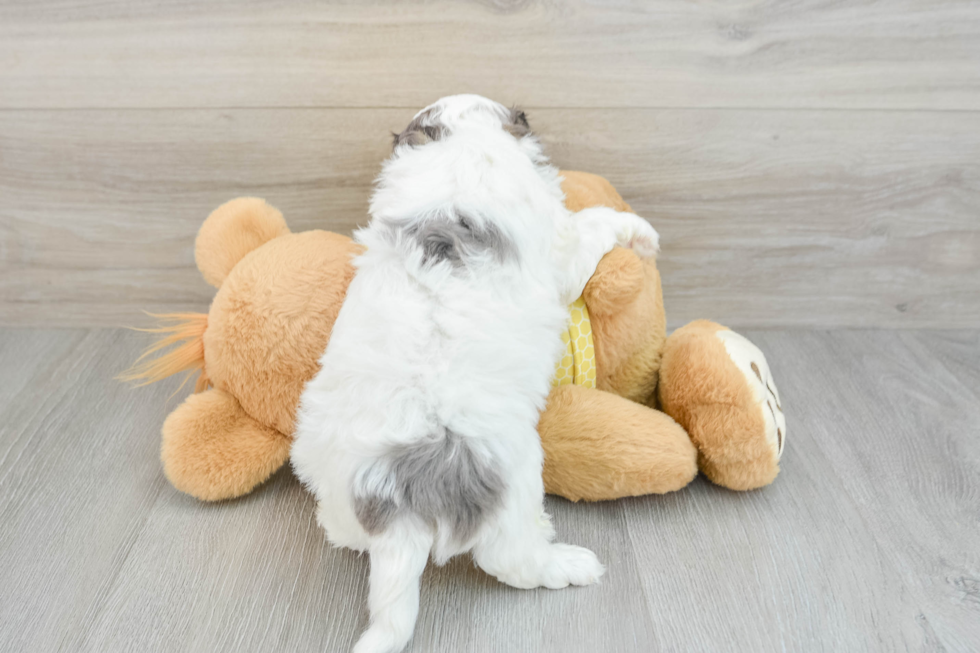 Best Cavapoo Baby