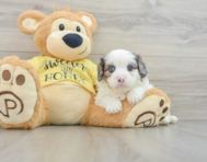 6 week old Cavapoo Puppy For Sale - Florida Fur Babies