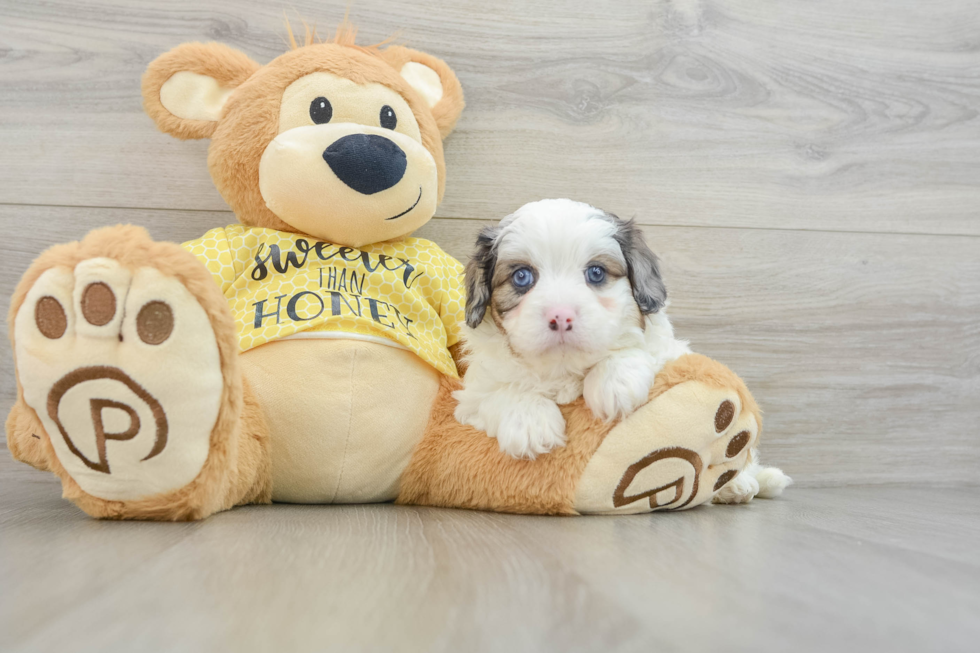 Playful Cavapoodle Poodle Mix Puppy