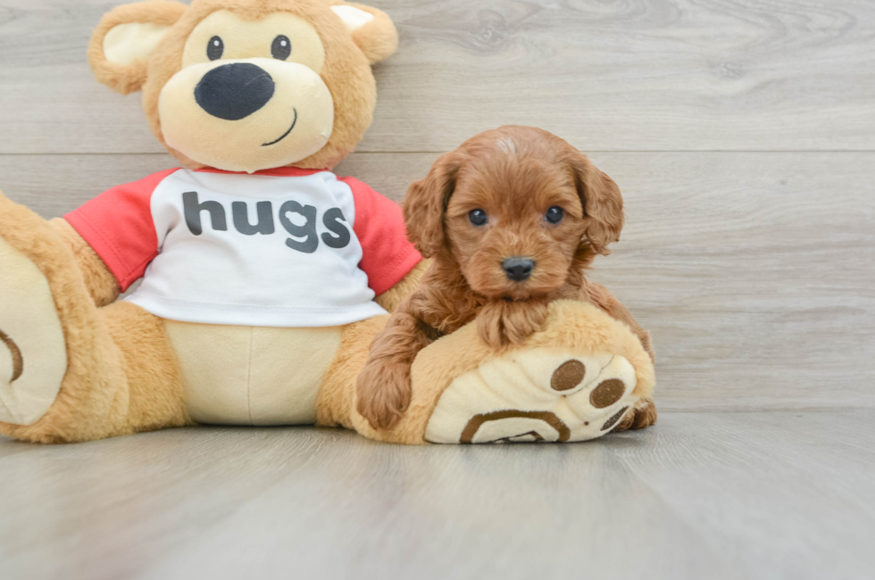 6 week old Cavapoo Puppy For Sale - Florida Fur Babies