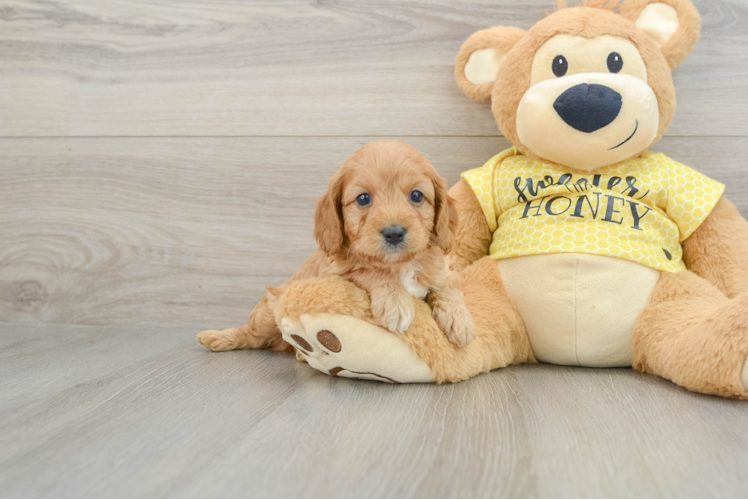 Playful Cavapoodle Poodle Mix Puppy
