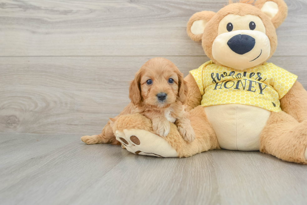 Playful Cavapoodle Poodle Mix Puppy