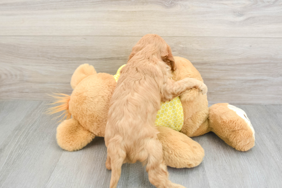 Petite Cavapoo Poodle Mix Pup