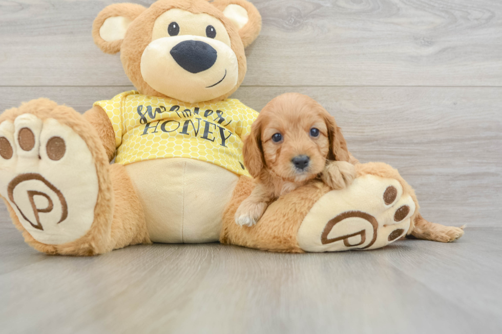 Fluffy Cavapoo Poodle Mix Pup