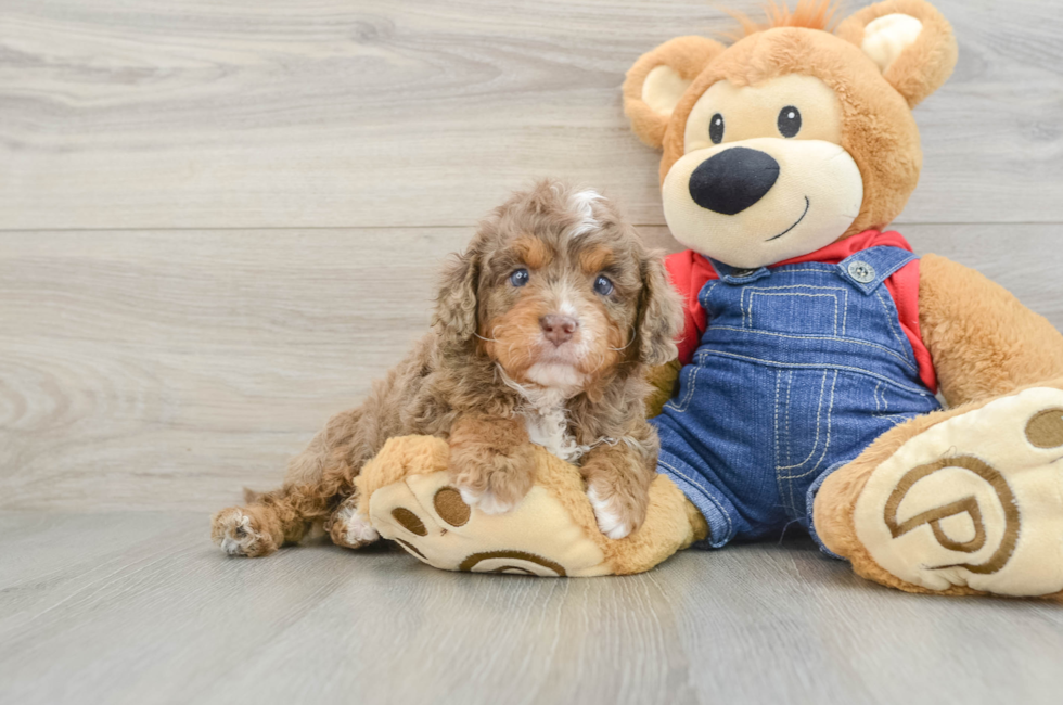 5 week old Cavapoo Puppy For Sale - Florida Fur Babies