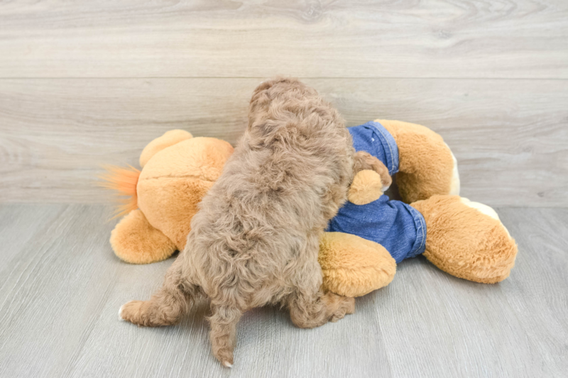 Meet Garth - our Cavapoo Puppy Photo 2/3 - Florida Fur Babies